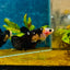 Yellow Koi Bumble Bee Plakat - Female Betta 164 Female betta