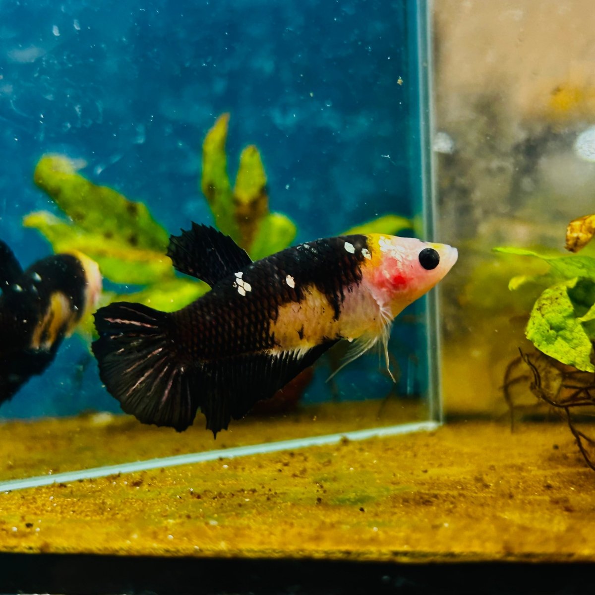 Yellow Koi Bumble Bee Plakat - Female Betta 164 Female betta