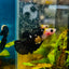 Yellow Koi Bumble Bee Plakat - Female Betta 164 Female betta