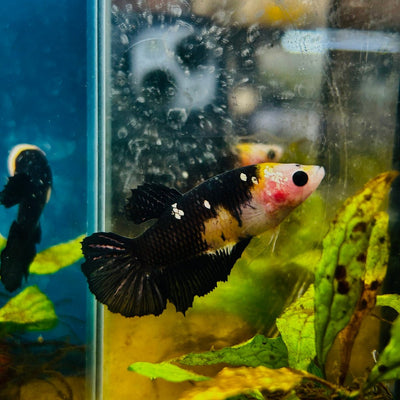 Yellow Koi Bumble Bee Plakat - Female Betta 164 Female betta
