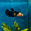 Yellow Koi Bumble Bee Plakat - Female Betta 164 Female betta