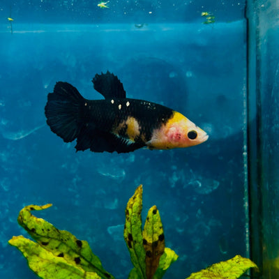 Yellow Koi Bumble Bee Plakat - Female Betta 164 Female betta