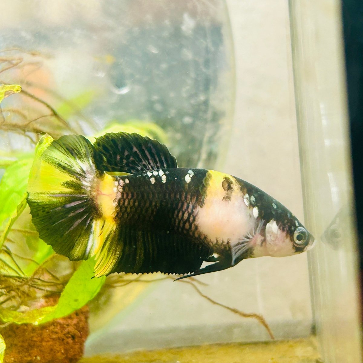 Yellow Koi Bumble Bee Plakat - Female Betta A233 Female betta