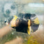 Yellow Koi Bumble Bee Plakat - Female Betta A233 Female betta