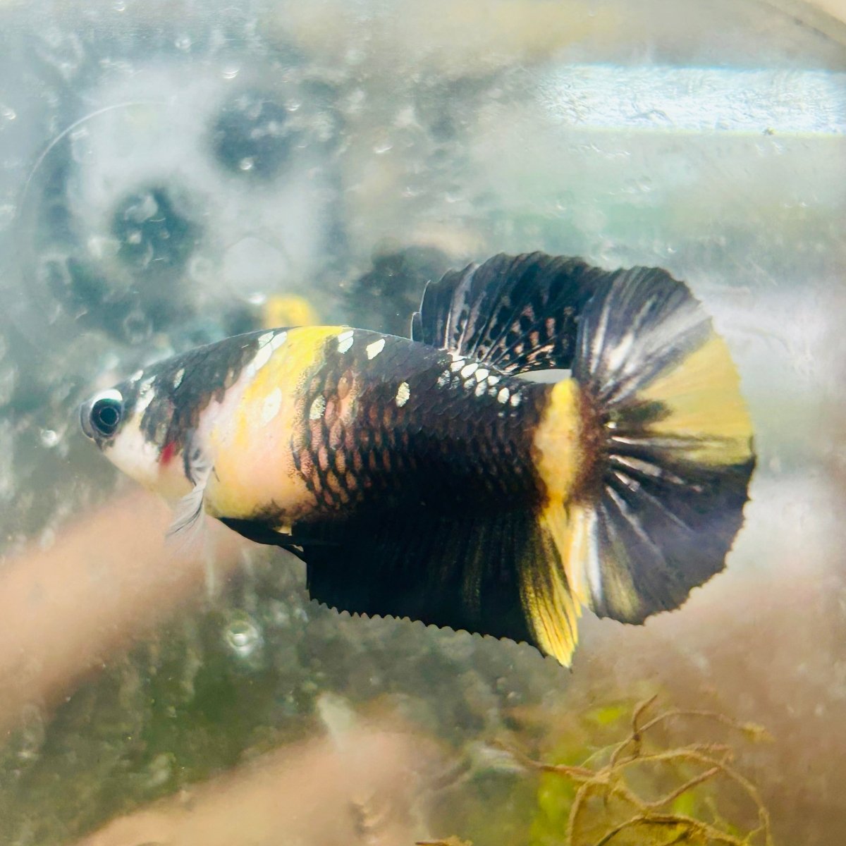 Yellow Koi Bumble Bee Plakat - Female Betta A233 Female betta
