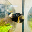 Yellow Koi Bumble Bee Plakat - Female Betta A233 Female betta