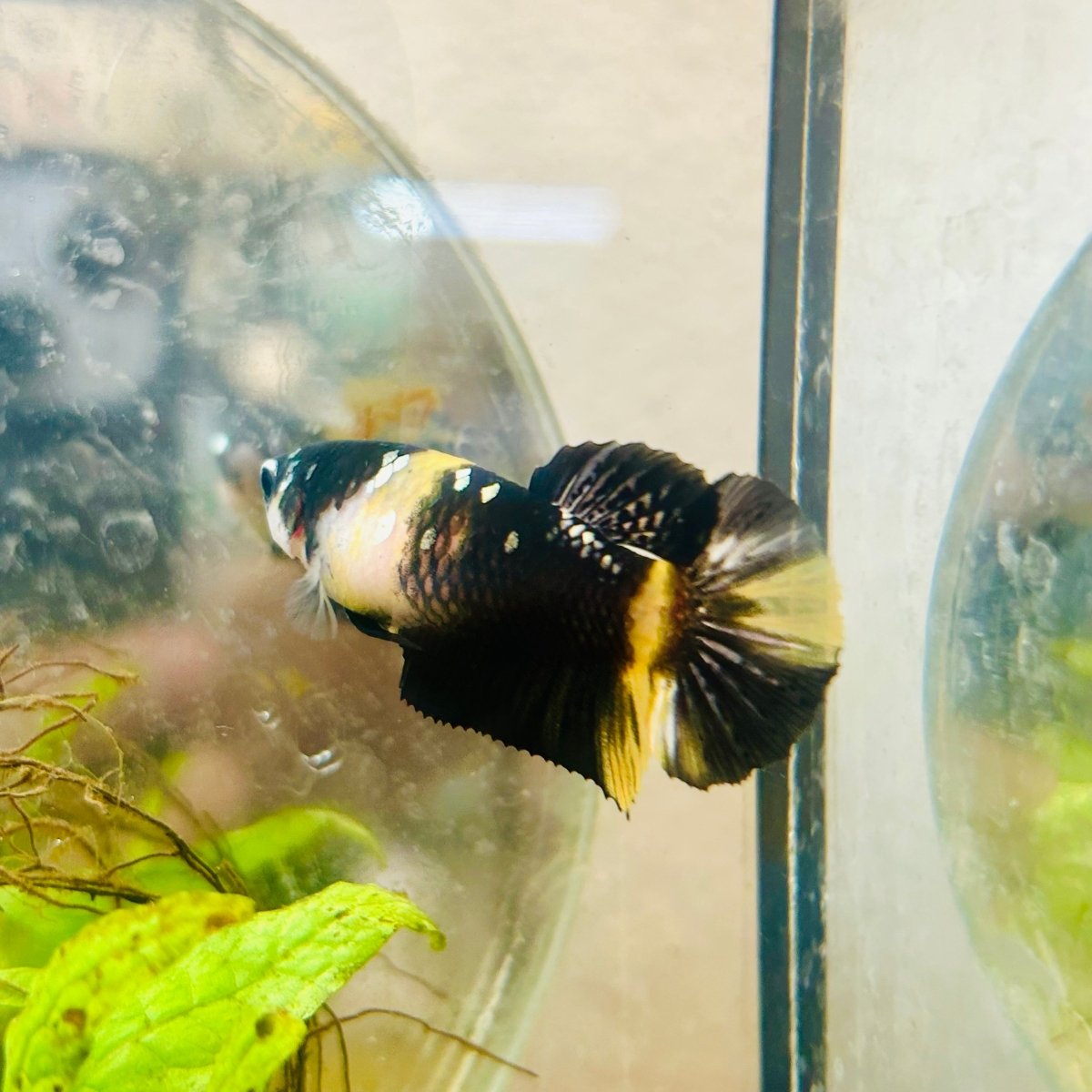 Yellow Koi Bumble Bee Plakat - Female Betta A233 Female betta