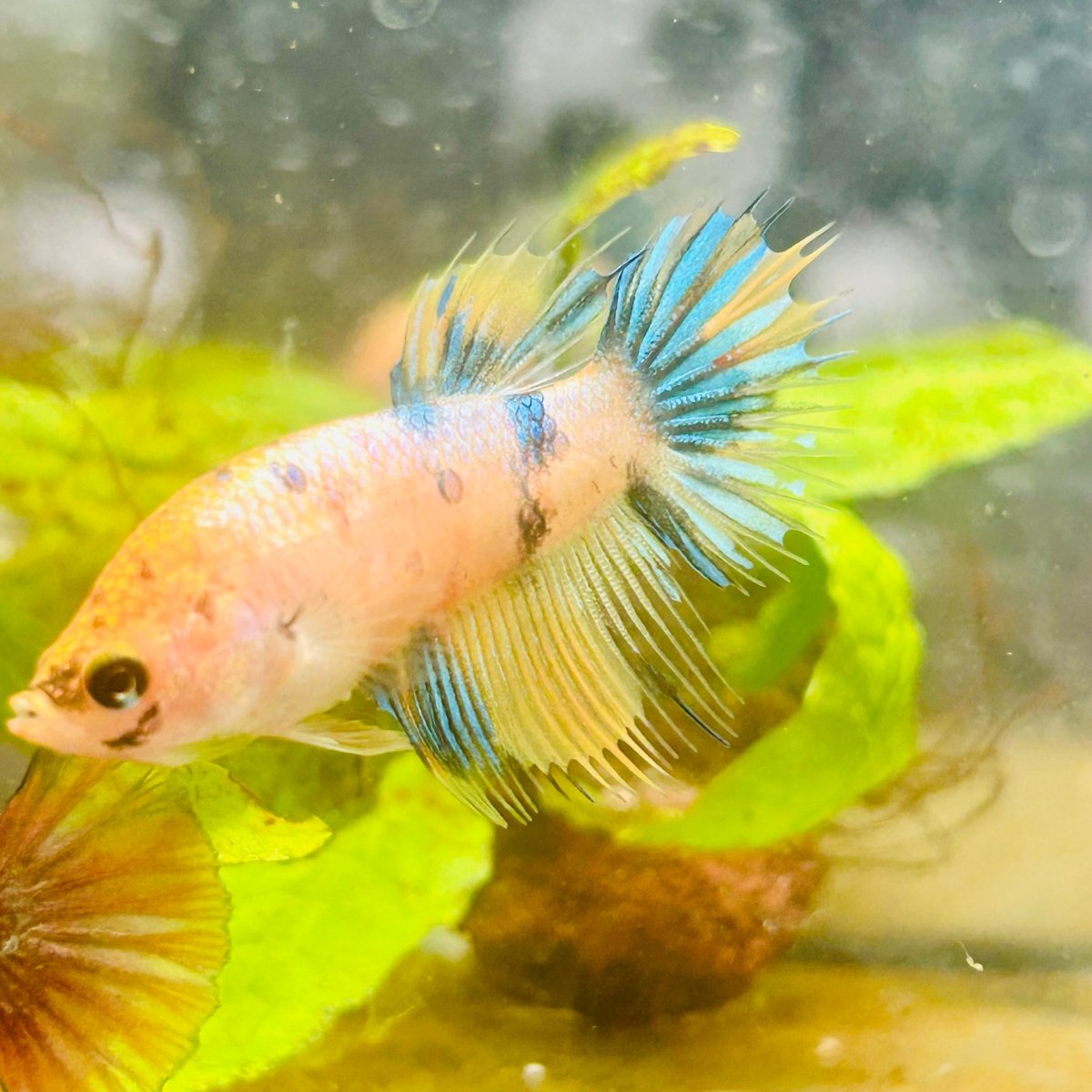 Yellow Koi Crowntail - Female Betta #095