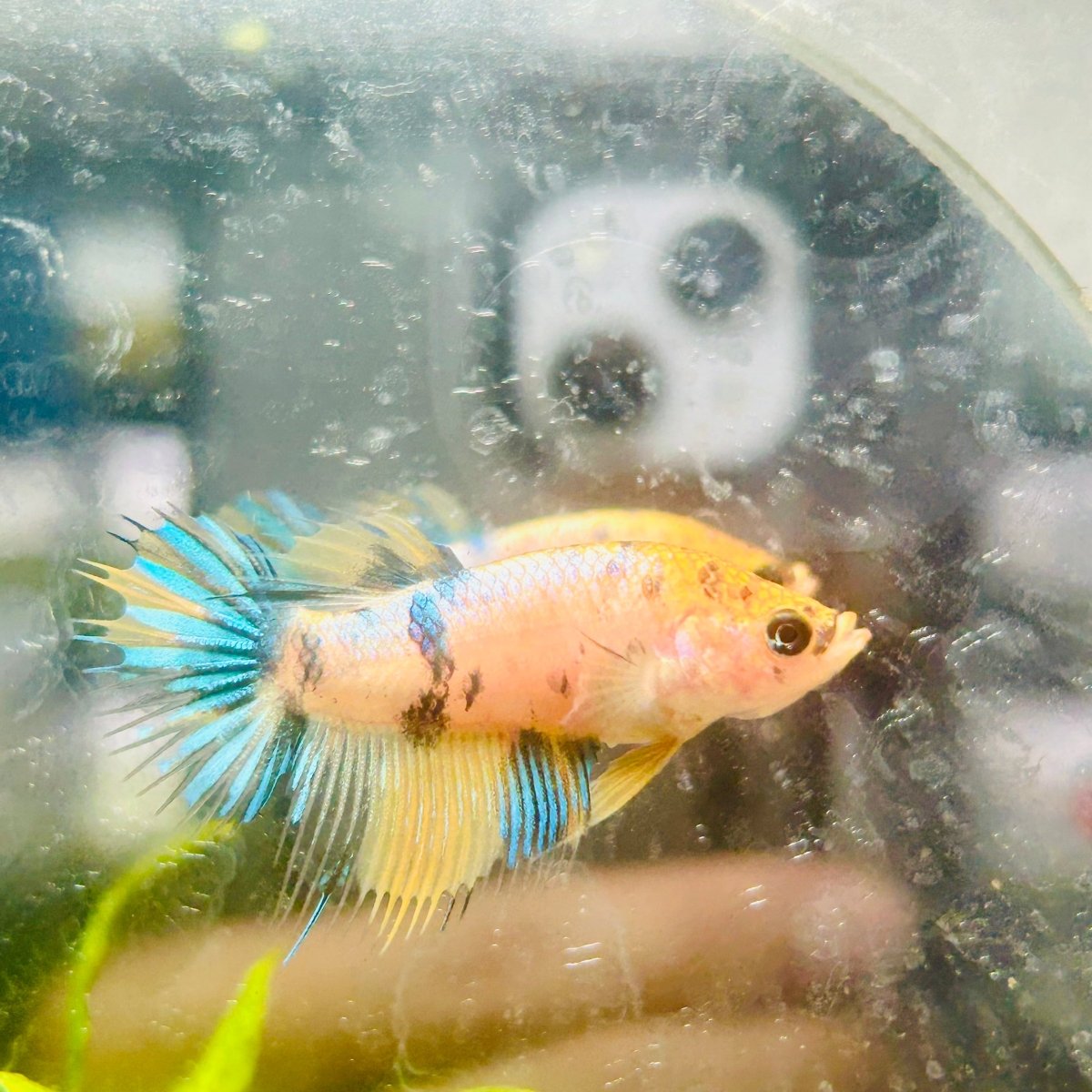 Yellow Koi Crowntail - Female Betta #095