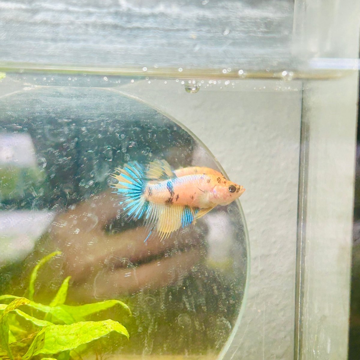 Yellow Koi Crowntail - Female Betta #095