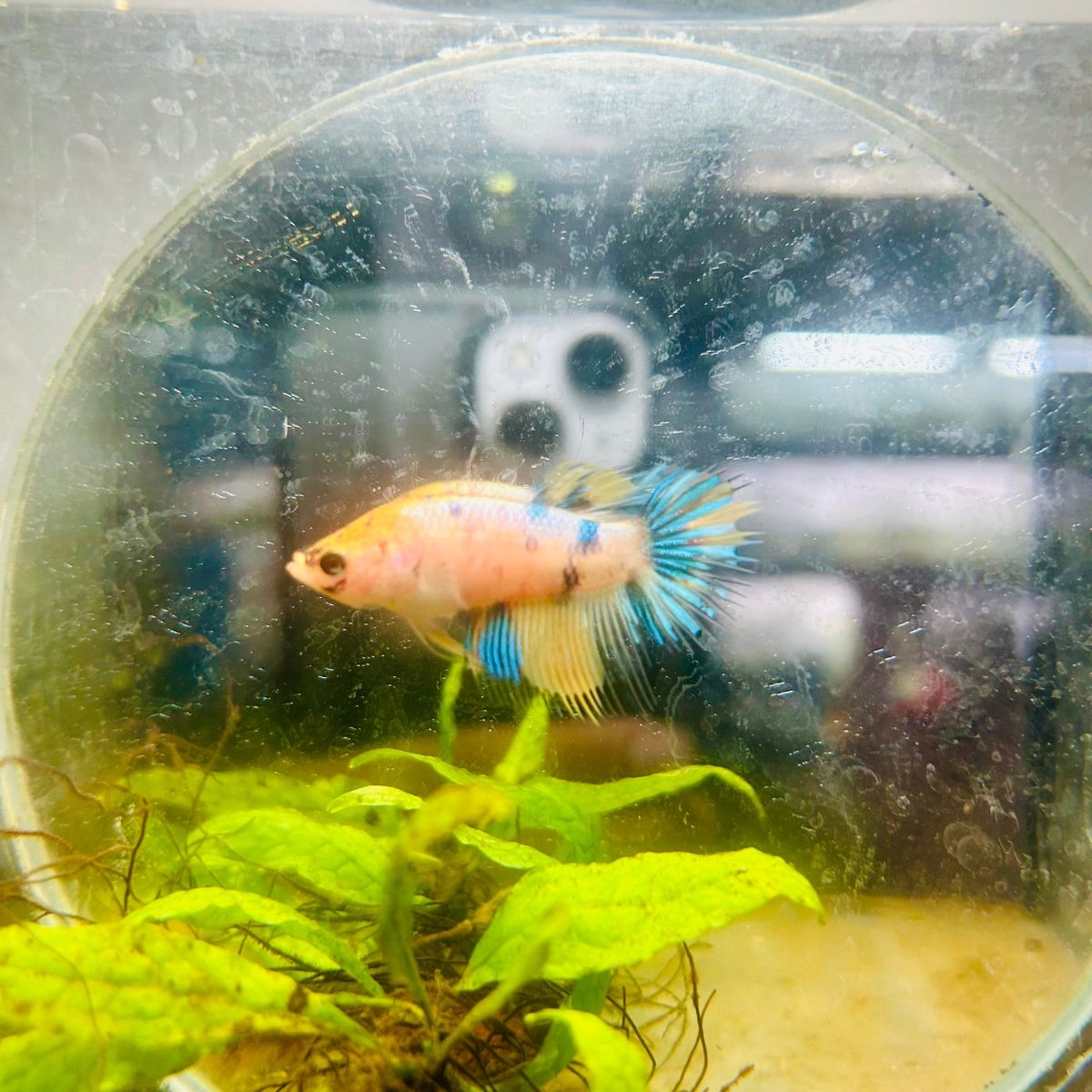 Yellow Koi Crowntail - Female Betta #095