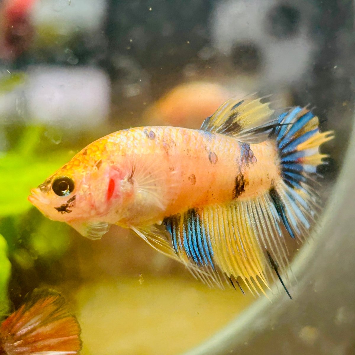 Yellow Koi Crowntail - Female Betta #095