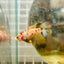 Yellow Koi Crowntail - Female Betta 131