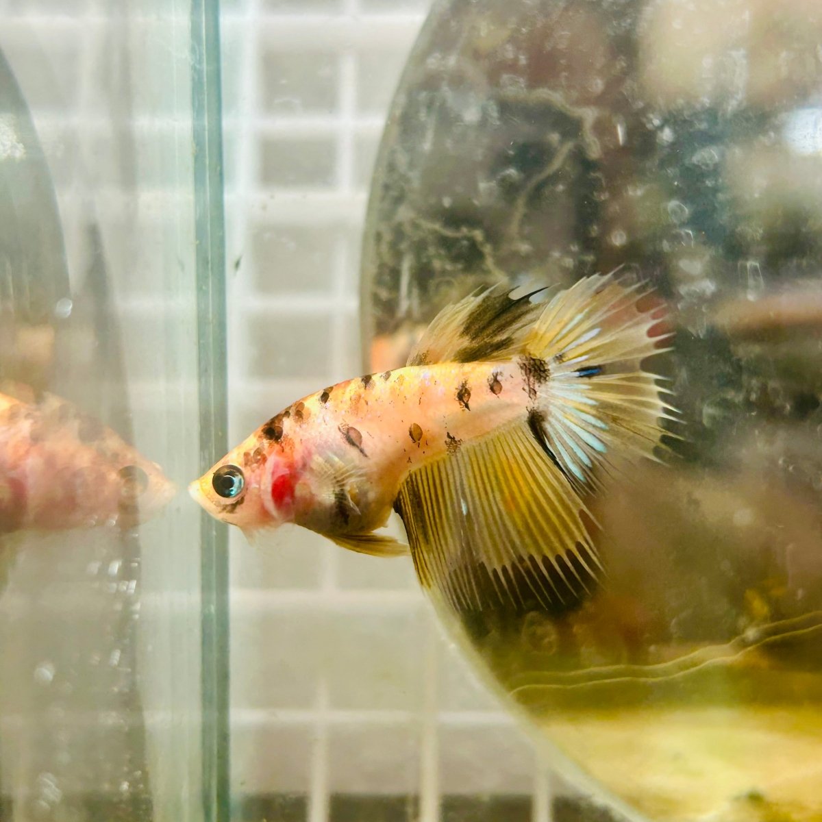 Yellow Koi Crowntail - Female Betta 131