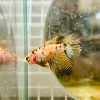 Yellow Koi Crowntail - Female Betta 131