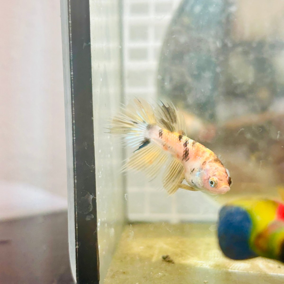 Yellow Koi Crowntail - Female Betta 131