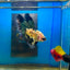 Yellow Koi Galaxy Halfmoon - Male Betta 167