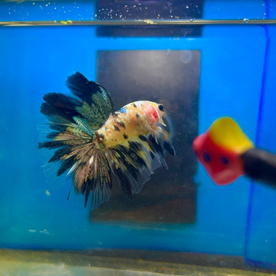 Yellow Koi Galaxy Halfmoon - Male Betta 167