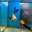 Yellow Koi Galaxy Halfmoon - Male Betta 167