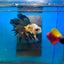 Yellow Koi Galaxy Halfmoon - Male Betta 167