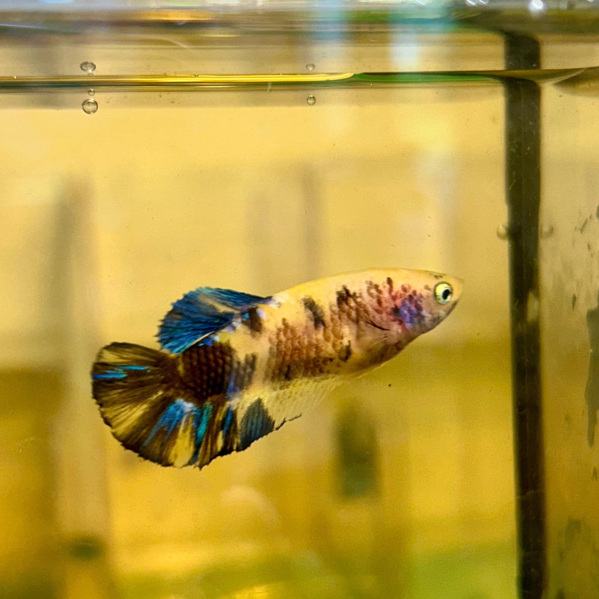 Yellow Koi Galaxy Plakat - Female Betta 87