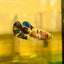 Yellow Koi Galaxy Plakat - Female Betta 87