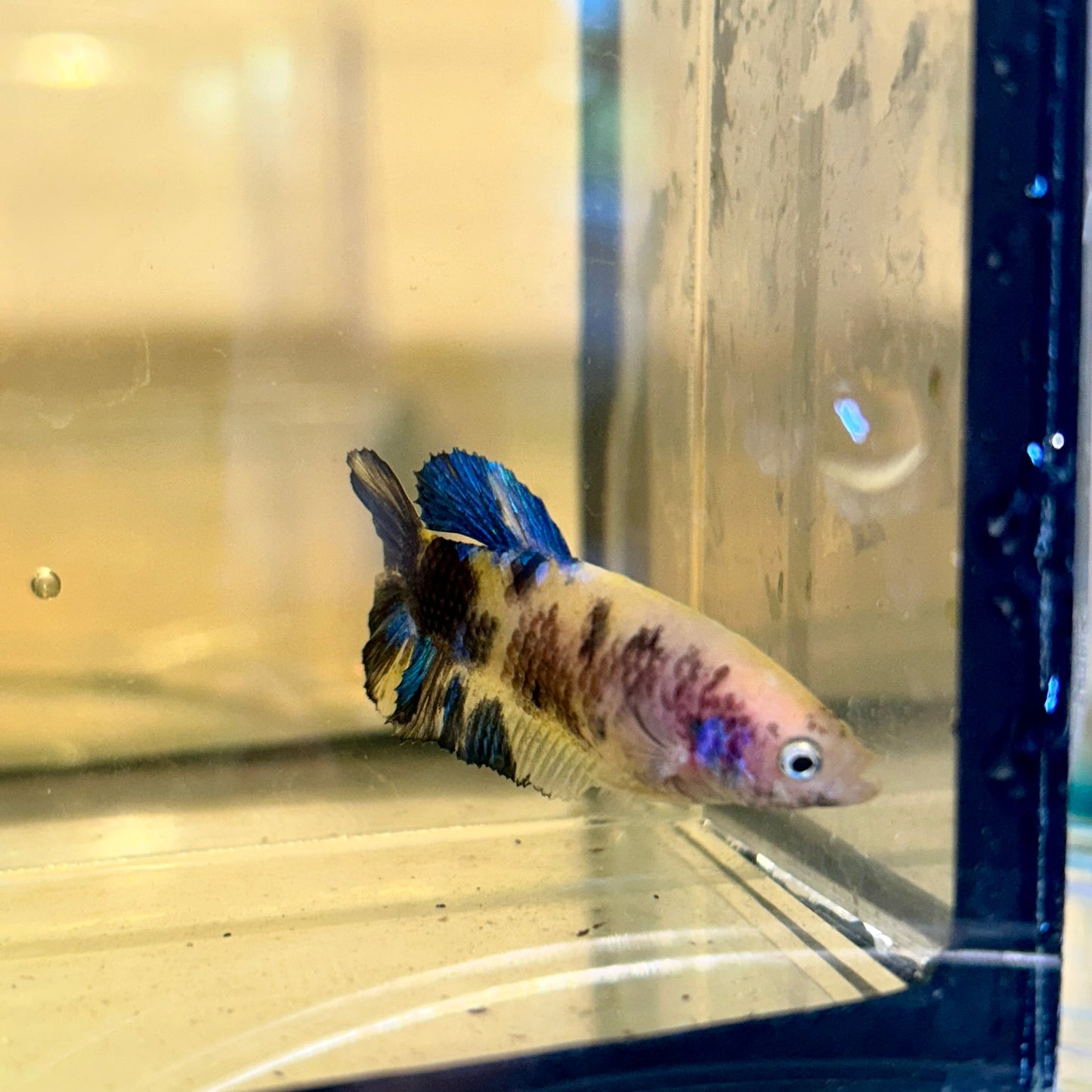 Yellow Koi Galaxy Plakat - Female Betta 87