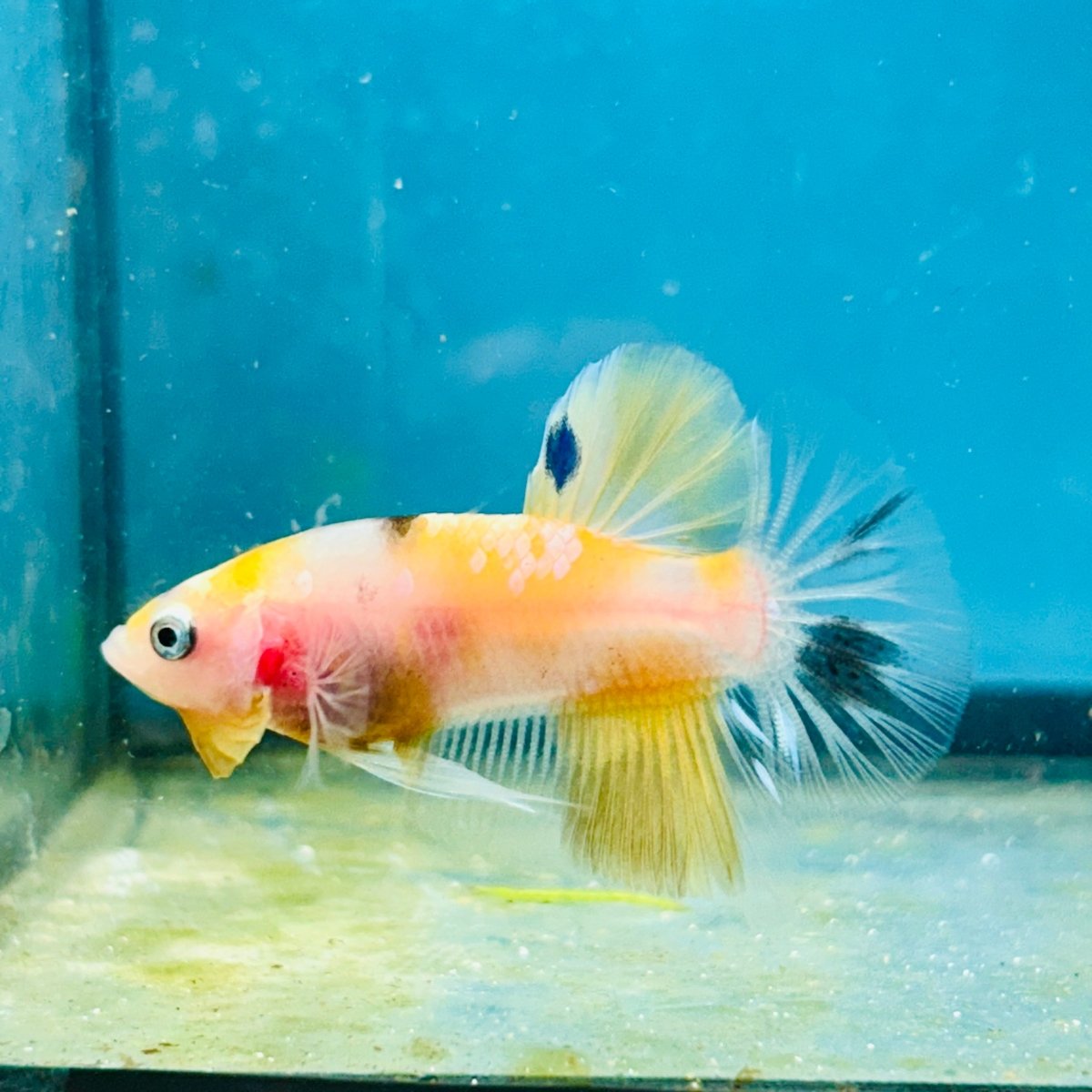 Yellow Koi Galaxy Plakat - Male Betta 068