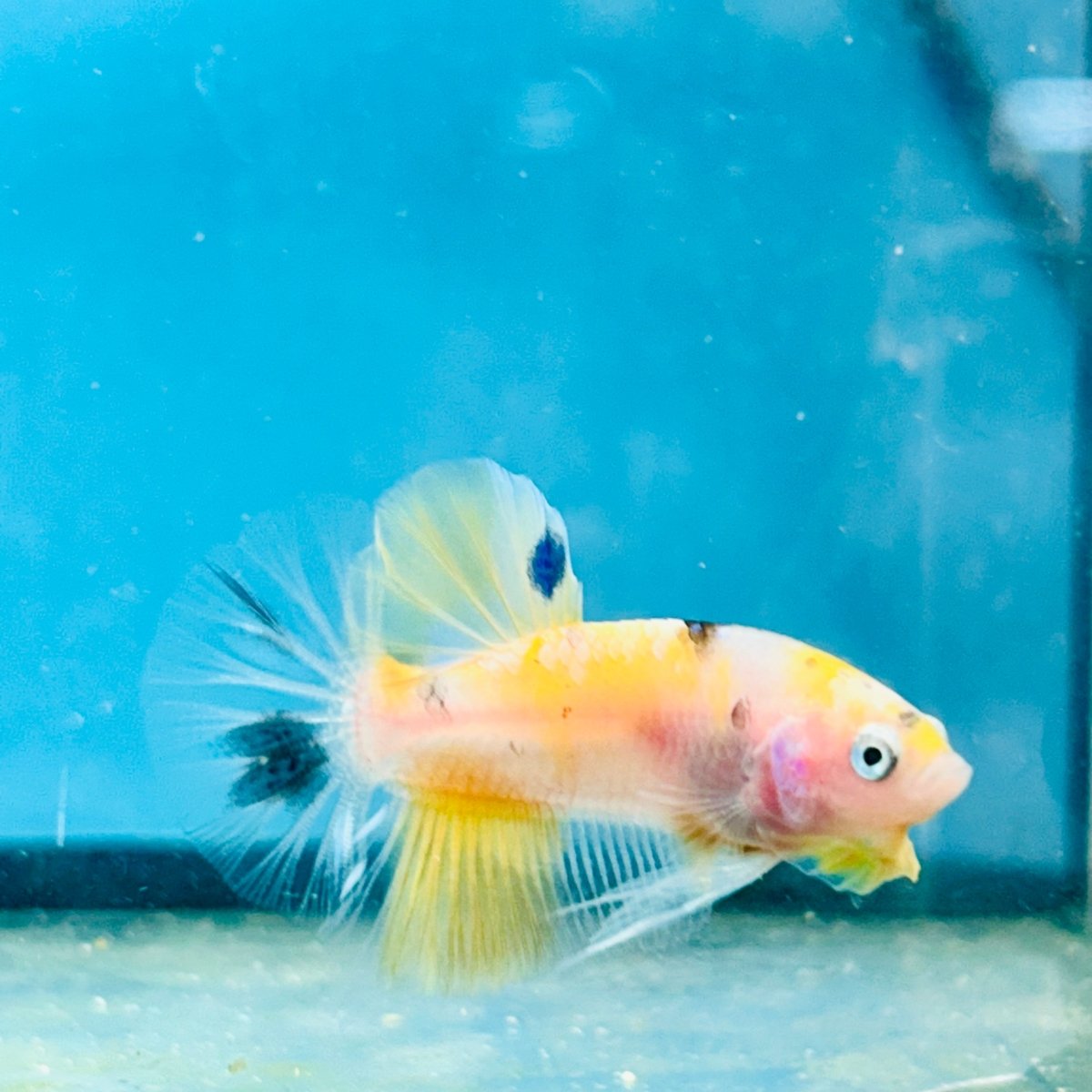 Yellow Koi Galaxy Plakat - Male Betta 068