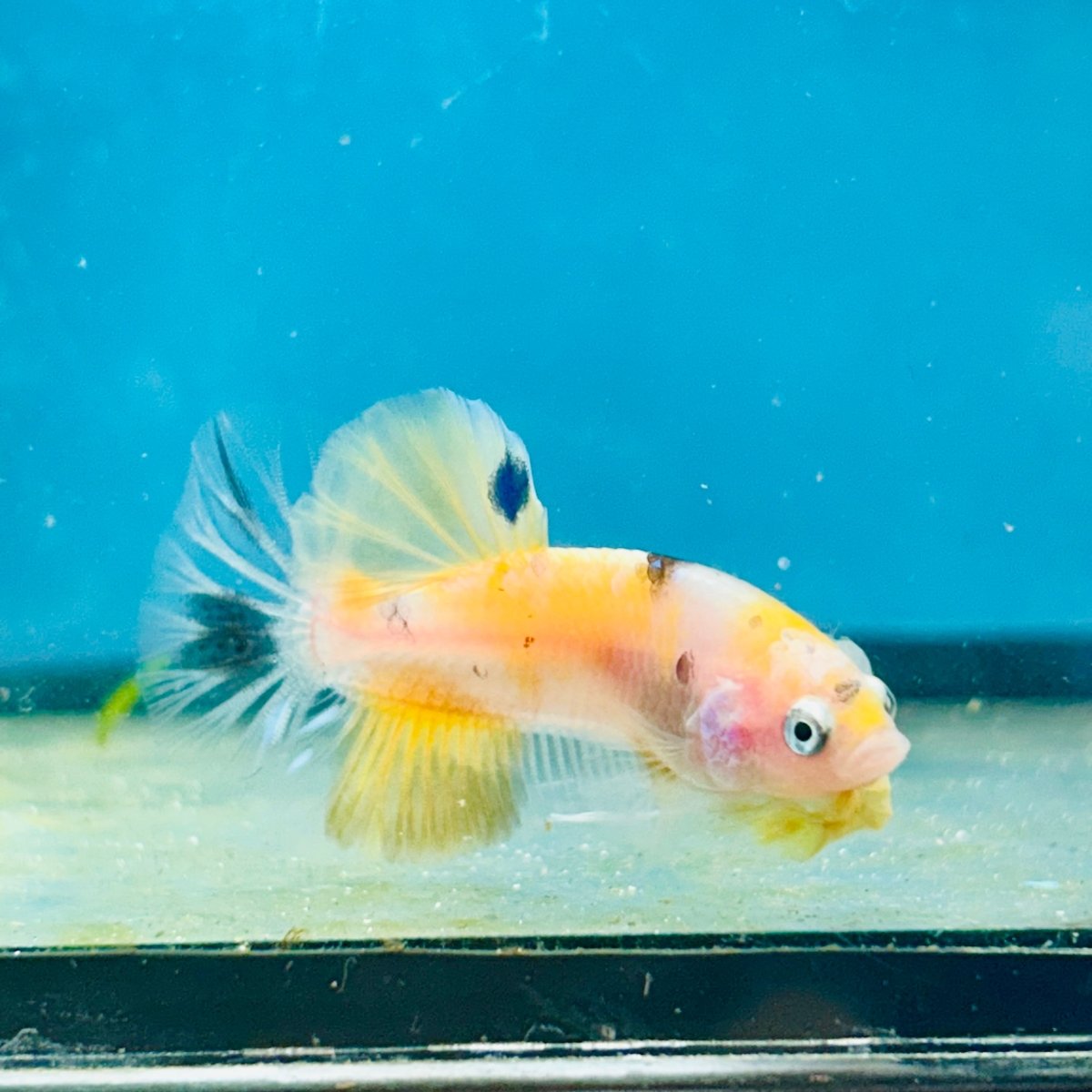 Yellow Koi Galaxy Plakat - Male Betta 068