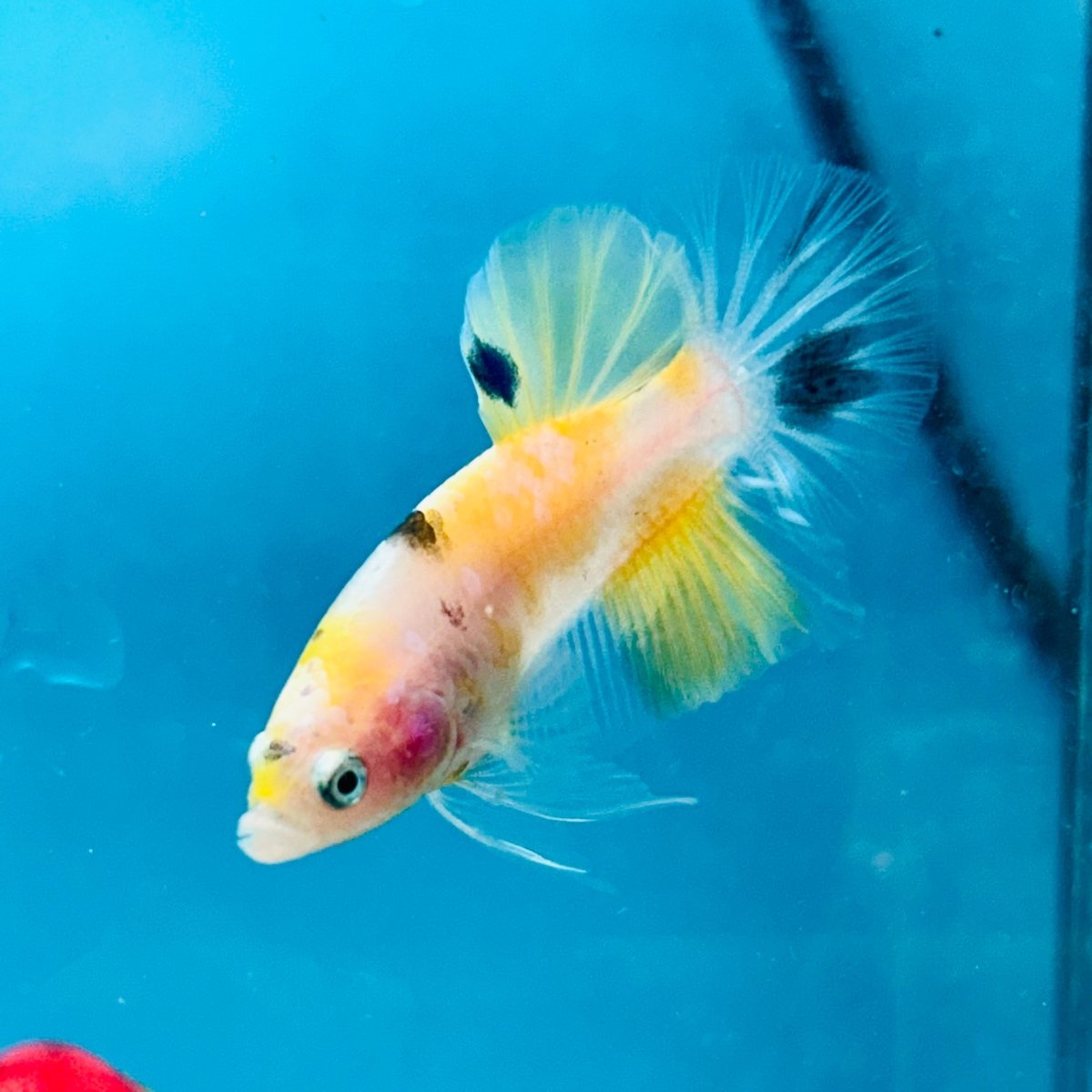 Yellow Koi Galaxy Plakat - Male Betta 068