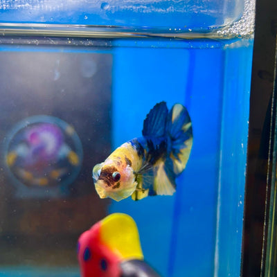 Yellow Koi Galaxy Plakat - Male Betta 084