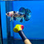 Yellow Koi Galaxy Plakat - Male Betta 088