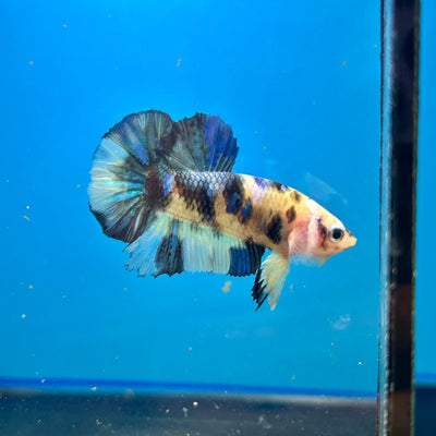 Yellow Koi Galaxy Plakat - Male Betta 088