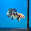 Yellow Koi Galaxy Plakat - Male Betta 088