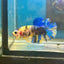 Yellow Koi Galaxy Plakat - Male Betta 089