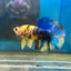 Yellow Koi Galaxy Plakat - Male Betta 089