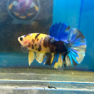 Yellow Koi Galaxy Plakat - Male Betta 089