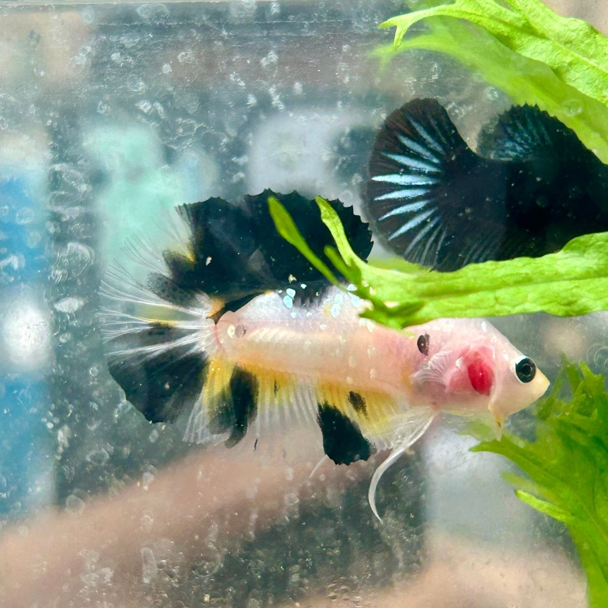 Yellow Koi Galaxy Plakat - Male Betta 117