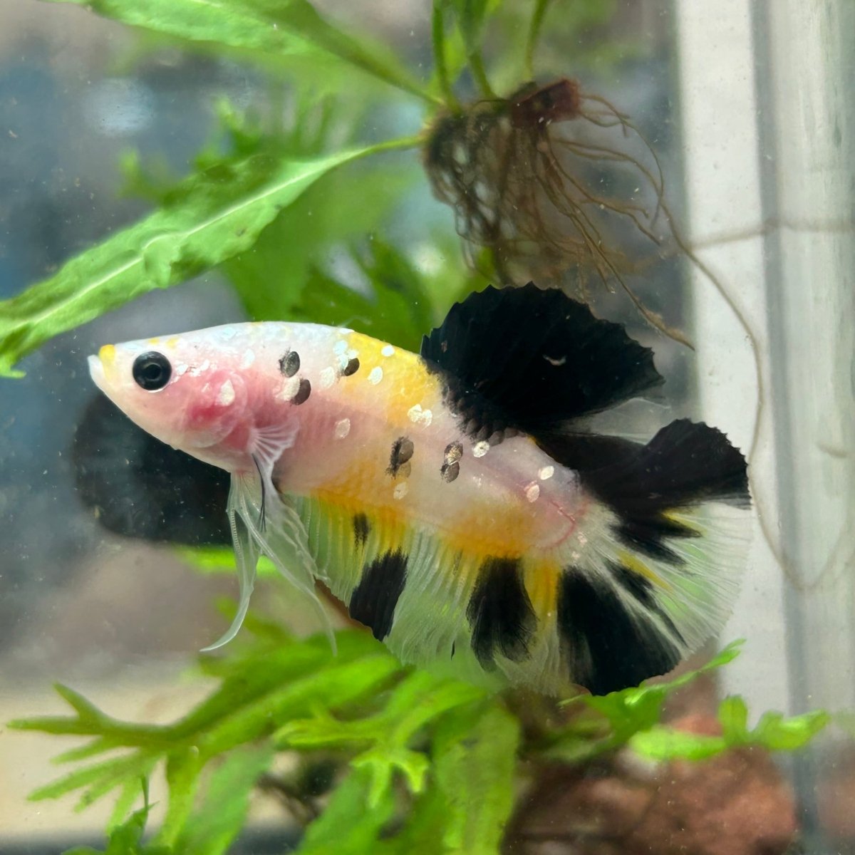 Yellow Koi Galaxy Plakat - Male Betta 117
