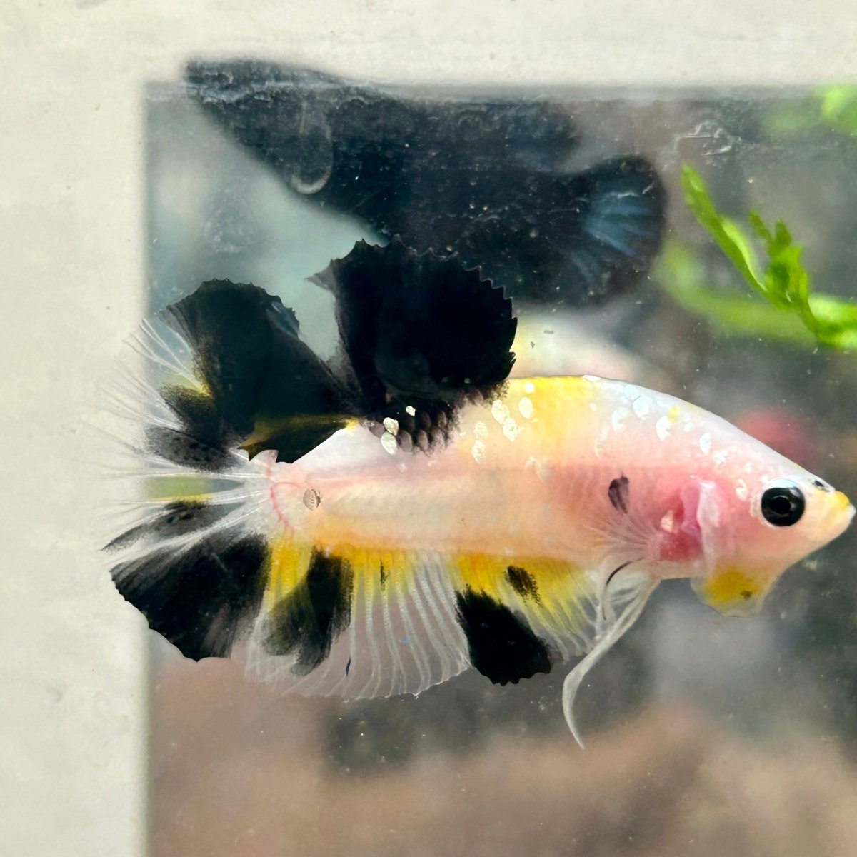Yellow Koi Galaxy Plakat - Male Betta 117