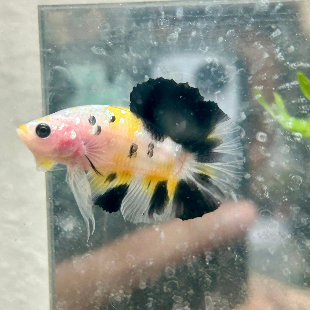 Yellow Koi Galaxy Plakat - Male Betta 117
