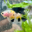 Yellow Koi Galaxy Plakat - Male Betta 117