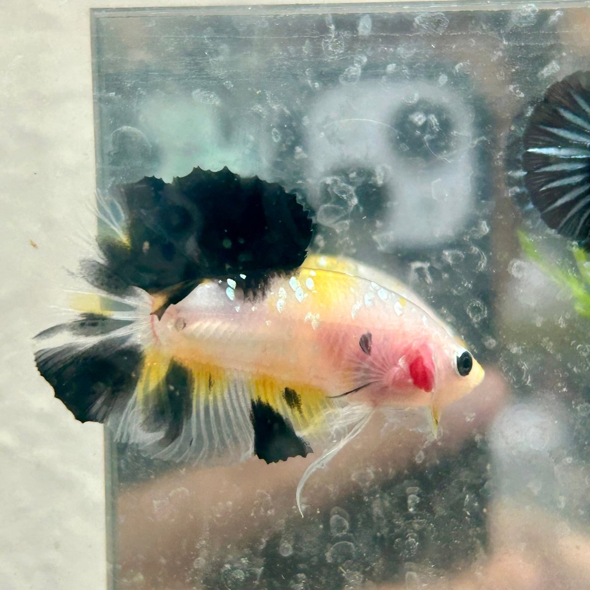 Yellow Koi Galaxy Plakat - Male Betta 117
