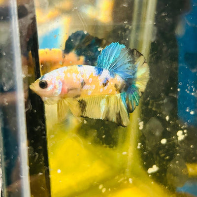 Yellow Koi Galaxy Plakat - Male Betta A01