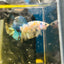 Yellow Koi Galaxy Plakat - Male Betta A01