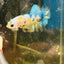Yellow Koi Galaxy Plakat - Male Betta A01