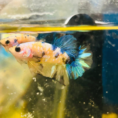 Yellow Koi Galaxy Plakat - Male Betta A01
