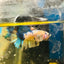Yellow Koi Galaxy Plakat - Male Betta A01