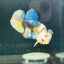 Yellow Koi Galaxy Plakat - Male Betta A146